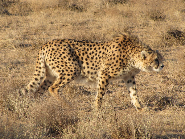 WriteUp Sharif CTF 2016 — Stegano 50 — Asian Cheetah